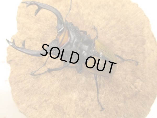 画像1: ＷＤスペクタビリスツヤ　ペア　♂７０ＵＰ　 (1)