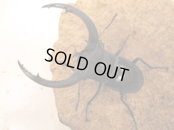 画像1: ＷＤリノケロスフタマタ　ペア　♂８５ＵＰ　 (1)