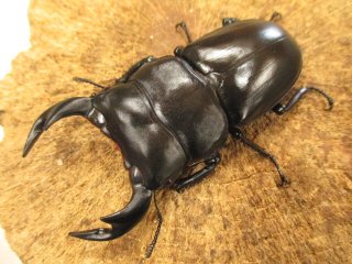 カブクワやまと.com