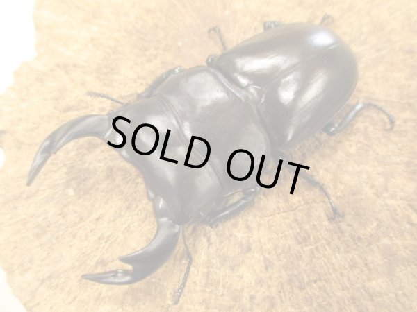 画像1: アンタエウスオオクワ　ペア　♂７５ＵＰ　 (1)