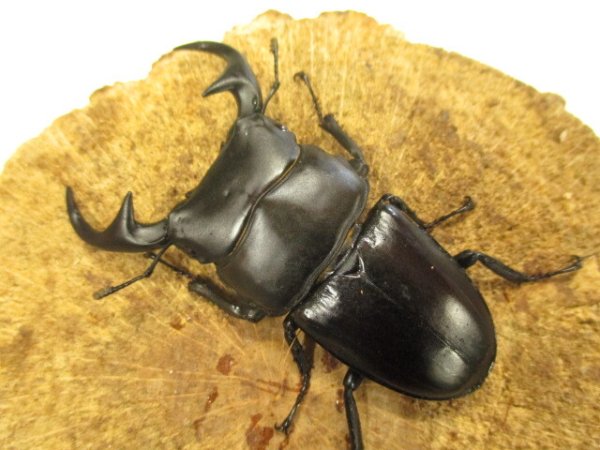 画像2: ババクルビデンス　♂７５UP　ペア (2)