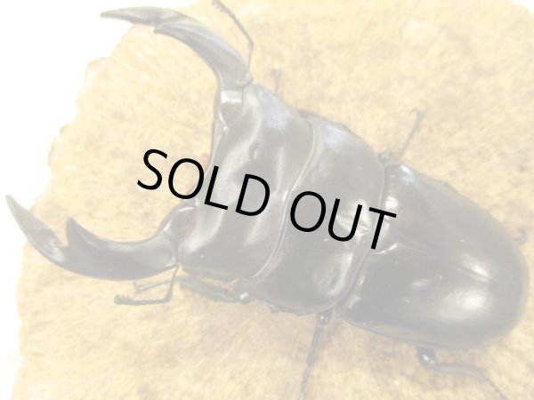 画像3: アンタエウスオオクワ　ペア　♂８８ＵＰ　 (3)