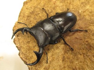 カブクワやまと.com