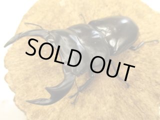 カブクワやまと.com