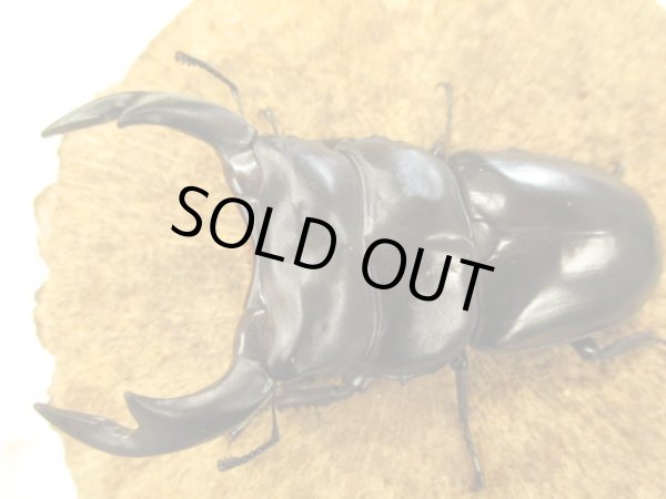 画像2: アンタエウスオオクワ　ペア　♂８８ＵＰ　 (2)