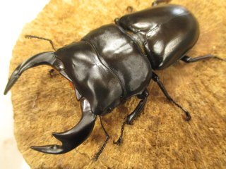 全商品 - カブクワやまと.com