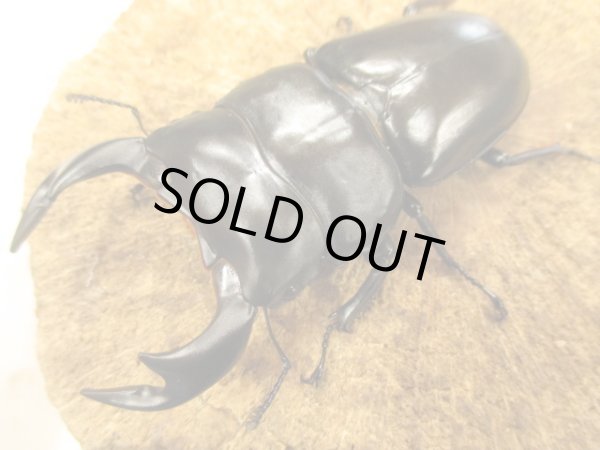 画像1: アンタエウスオオクワ　ペア　♂８０ＵＰ　 (1)