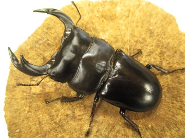 画像2: アンタエウスオオクワ　ペア　♂８０ＵＰ　 (2)