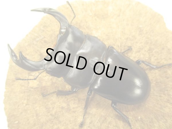 画像2: アンタエウスオオクワ　ペア　♂８０ＵＰ　 (2)