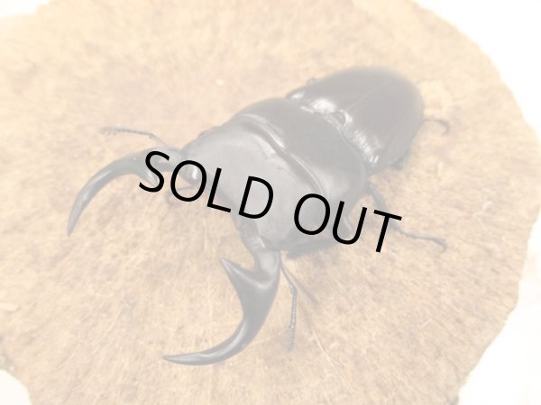 画像1: ババクルビデンス　♂７５UP　ペア (1)