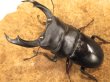 画像2: シェンクリングオオクワガタ　ペア　♂８０UP (2)