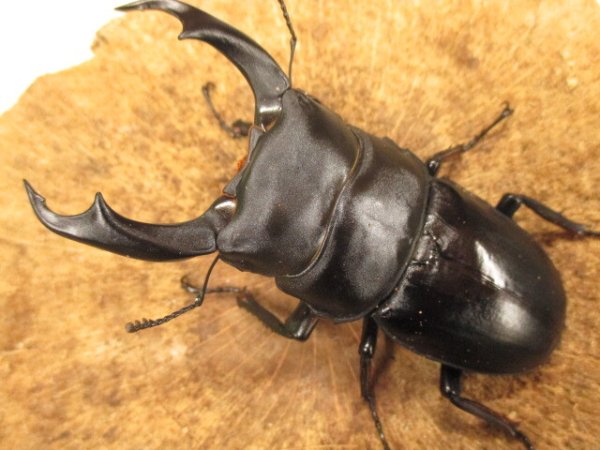 画像2: シェンクリングオオクワガタ　ペア　♂８０UP (2)