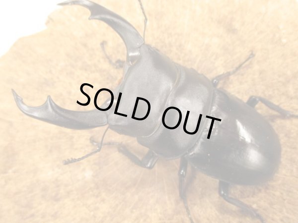 画像2: シェンクリングオオクワガタ　ペア　♂８０UP (2)