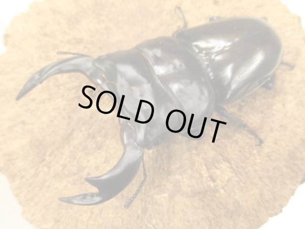 画像1: アンタエウスオオクワ　ペア　♂８８ＵＰ　 (1)