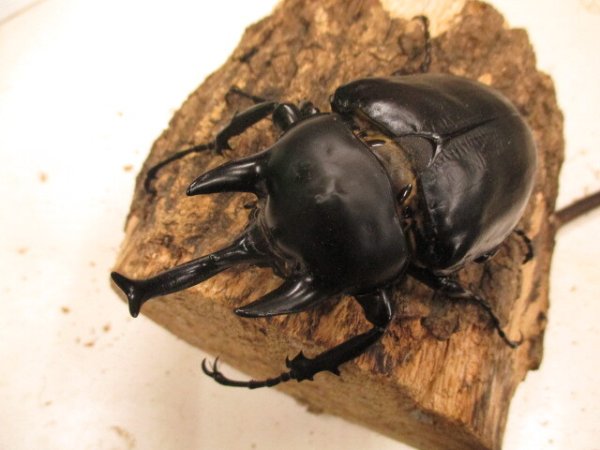 画像1: アクティオン（レックス）ゾウカブト　♂105UP　ペア (1)