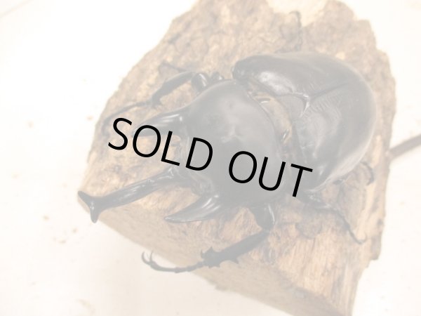 画像1: アクティオン（レックス）ゾウカブト　♂105UP　ペア (1)