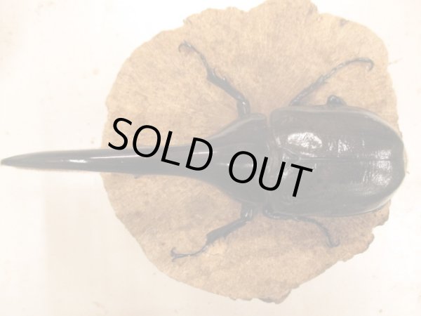 画像3: ＤＨＨ　ヘラクレスオオカブト　♂153UP　ペア (3)