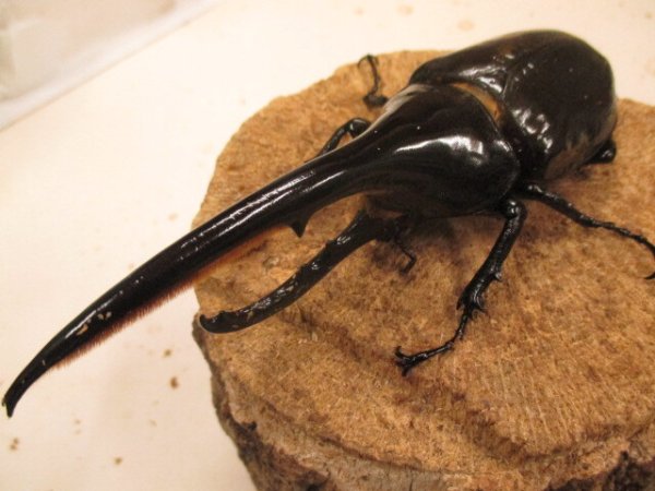 画像1: ＤＨＨ　ヘラクレスオオカブト　♂157UP　ペア (1)