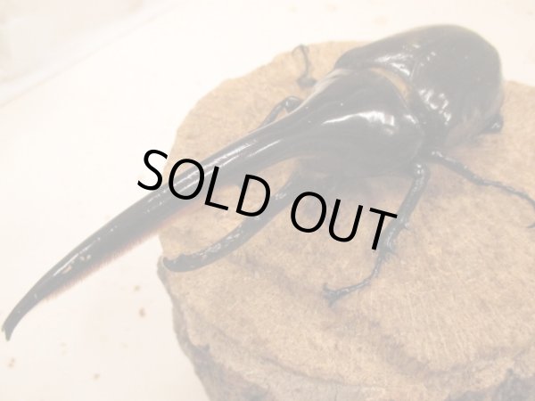 画像1: ＤＨＨ　ヘラクレスオオカブト　♂157UP　ペア (1)