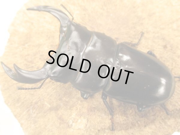 画像2: アンタエウスオオクワ　ペア　♂８８ＵＰ　 (2)