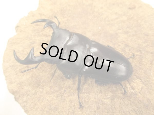 画像2: ババクルビデンス　♂７５UP　ペア (2)