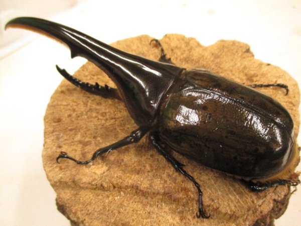 画像2: ＤＨＨ　ヘラクレスオオカブト　♂153UP　ペア (2)