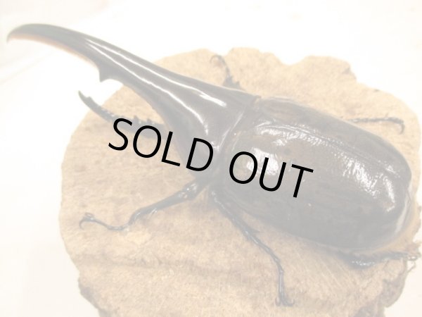 画像2: ＤＨＨ　ヘラクレスオオカブト　♂153UP　ペア (2)