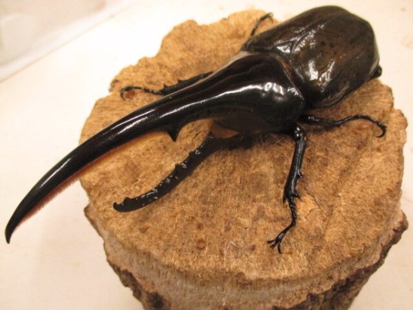 画像1: ＤＨＨ　ヘラクレスオオカブト　♂153UP　ペア (1)