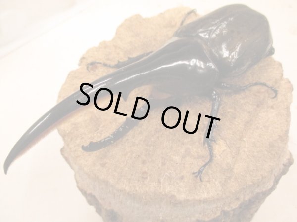 画像1: ＤＨＨ　ヘラクレスオオカブト　♂153UP　ペア (1)