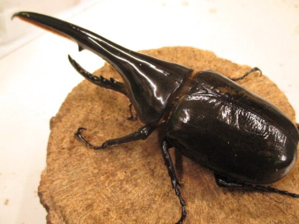 画像2: ＤＨＨ　ヘラクレスオオカブト　♂157UP　ペア (2)