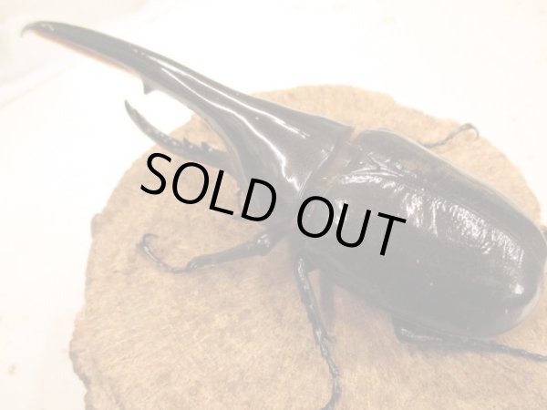 画像2: ＤＨＨ　ヘラクレスオオカブト　♂157UP　ペア (2)