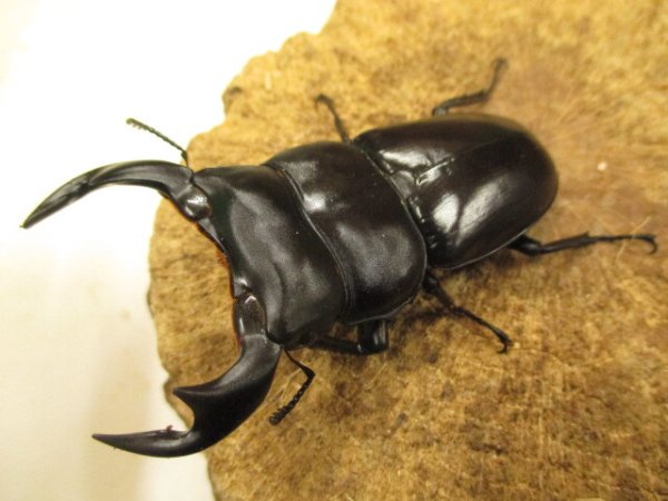 画像1: アンタエウスオオクワ　ペア　♂７６ＵＰ　 (1)