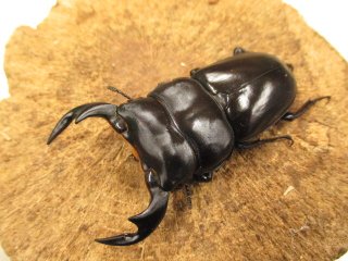 カブクワやまと.com