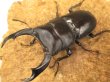 画像1: シェンクリングオオクワガタ　ペア　♂８０UP (1)