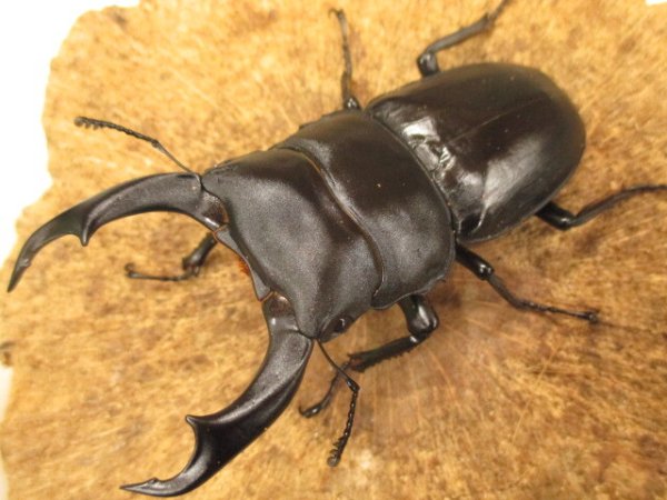 画像1: シェンクリングオオクワガタ　ペア　♂８０UP (1)