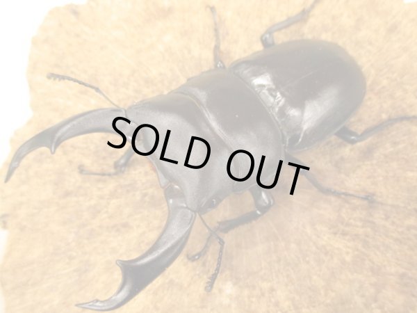 画像1: シェンクリングオオクワガタ　ペア　♂８０UP (1)