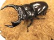 画像1: RRアンタエウスオオクワガタ（タイガーヒル）　ペア　♂77UP (1)