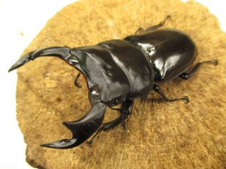 カブクワやまと.com