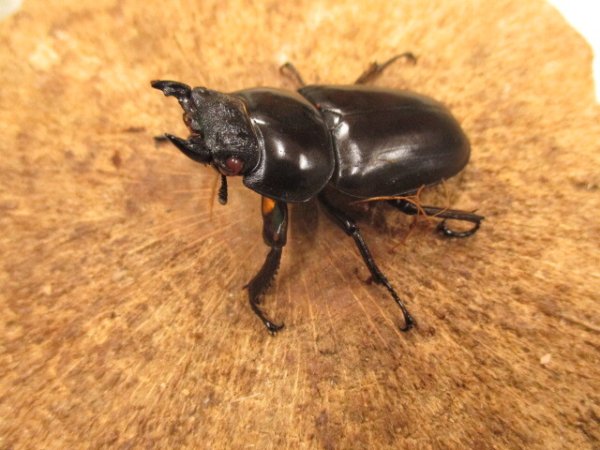 画像3: RRアンタエウスオオクワガタ（タイガーヒル）　ペア　♂77UP (3)