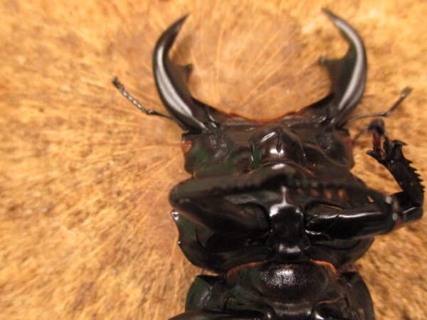 画像2: RRアンタエウスオオクワガタ（タイガーヒル）　ペア　♂77UP (2)