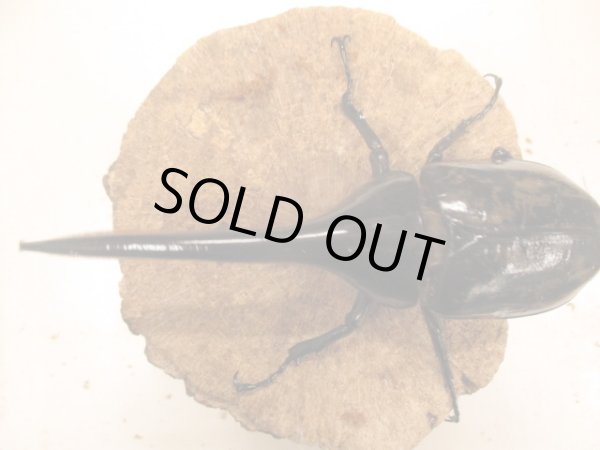 画像3: ＤＨＨ　ヘラクレスオオカブト　♂157UP　ペア (3)