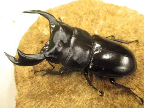 画像2: アンタエウスオオクワ　ペア　♂８６ＵＰ　 (2)