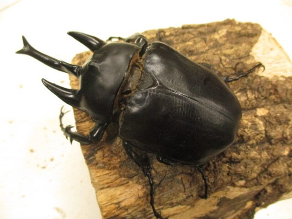 画像2: アクティオン（レックス）ゾウカブト　♂105UP　ペア (2)