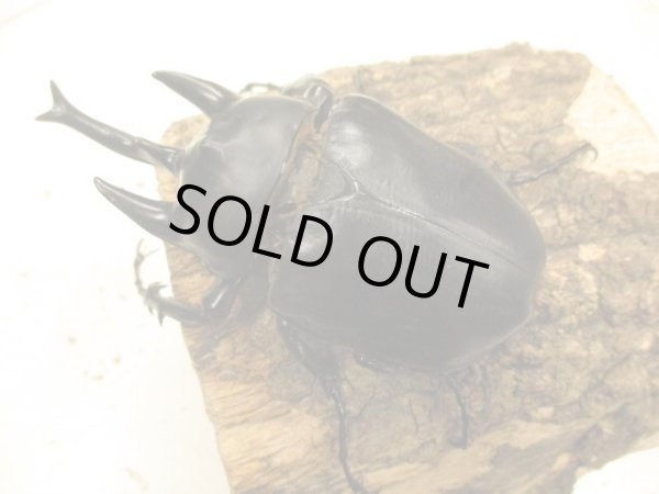 画像2: アクティオン（レックス）ゾウカブト　♂105UP　ペア (2)