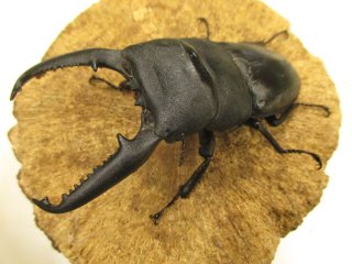 カブクワやまと.com