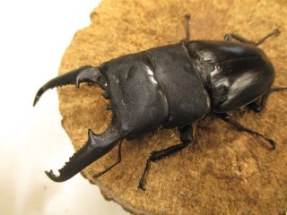 BD外国産クワガタ（成虫） - カブクワやまと.com