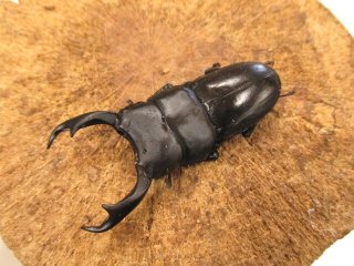 カブクワやまと.com