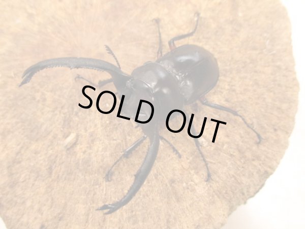 画像2: ディディエールシカ　♂６３ＵＰ　ペア (2)