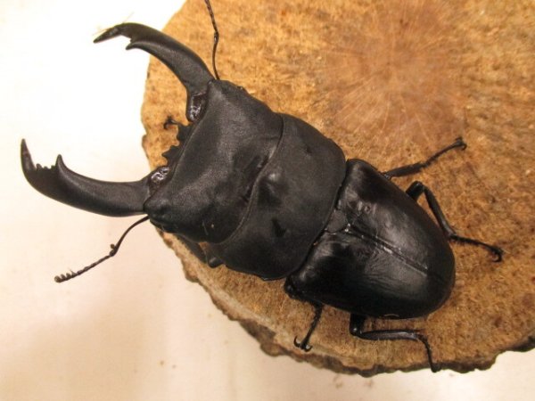 画像2: テイオウオオヒラタ　♂９０ＵＰ　ペア (2)