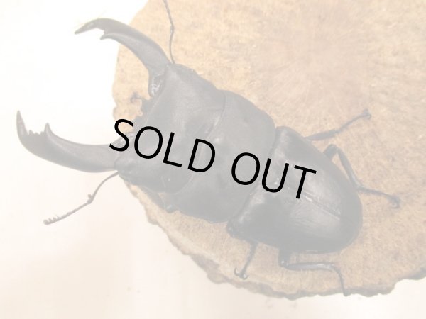 画像2: テイオウオオヒラタ　♂９７ＵＰ　ペア (2)